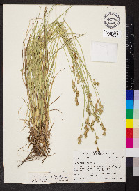 Carex reniformis image