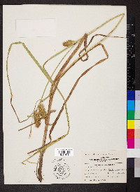 Carex retrorsa image