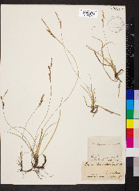 Carex richardsonii image