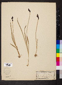 Carex cespitosa image