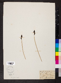 Carex cespitosa image