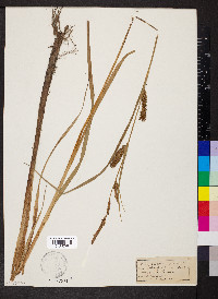 Carex riparia image