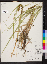 Carex rostrata image