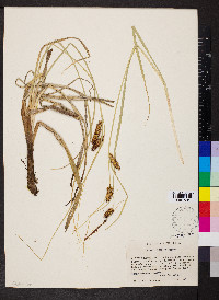 Carex rostrata image