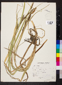 Carex rostrata image