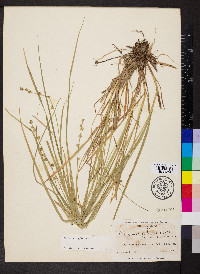 Carex ruthii image