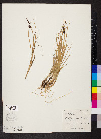 Carex saxatilis image