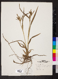 Carex scabrata image