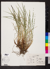 Carex scopulorum image