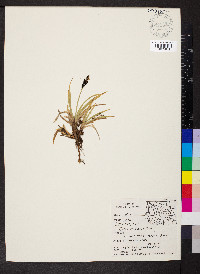 Carex scopulorum image