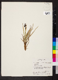 Carex scopulorum image