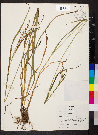 Carex shortiana image