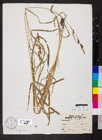 Carex shortiana image