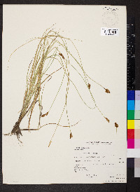 Carex simulata image