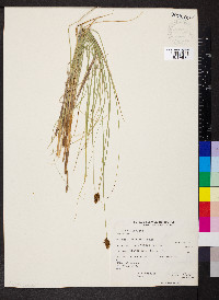 Carex simulata image