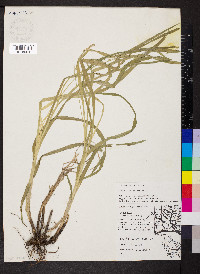 Carex sparganioides image