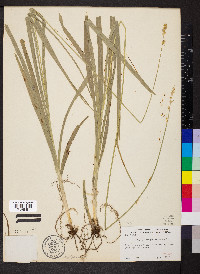 Carex sparganioides image