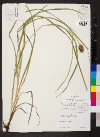 Carex squarrosa image