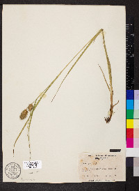 Carex squarrosa image