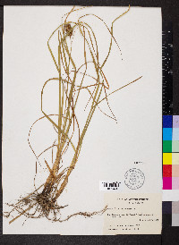 Carex squarrosa image