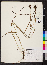 Carex squarrosa image