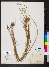 Carex squarrosa image