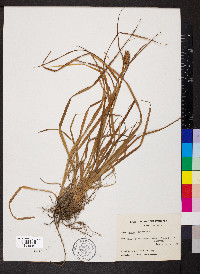 Carex squarrosa image