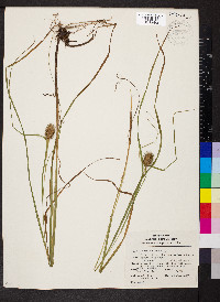 Carex squarrosa image