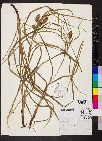 Carex squarrosa image