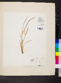 Carex steudelii image