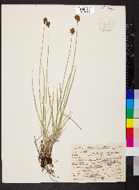 Carex subfusca image