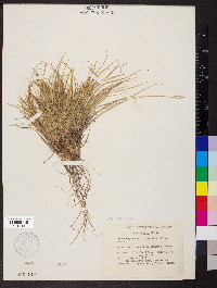 Carex supina image