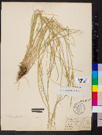 Carex sychnocephala image