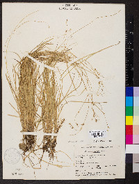 Carex trisperma image