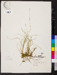 Carex trisperma image