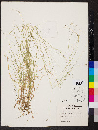 Carex trisperma image