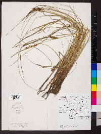 Carex tuckermanii image