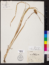 Carex typhina image