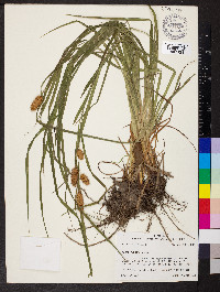 Carex typhina image