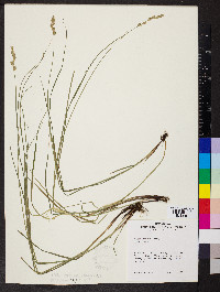 Carex tenera image