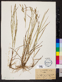 Carex tetanica image