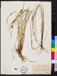 Carex tetanica image