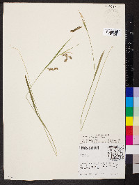 Carex tetanica image