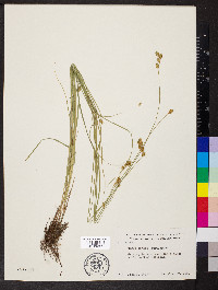 Carex tincta image