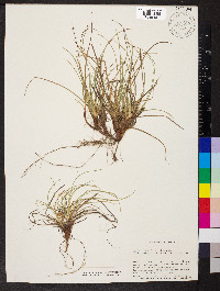 Carex tonsa image