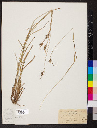 Carex triceps image