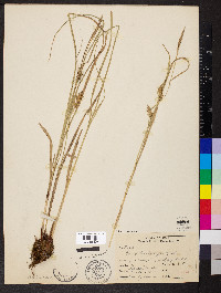 Carex trichocarpa image