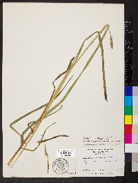 Carex trichocarpa image