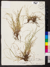 Carex umbellata image