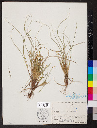 Carex umbellata image